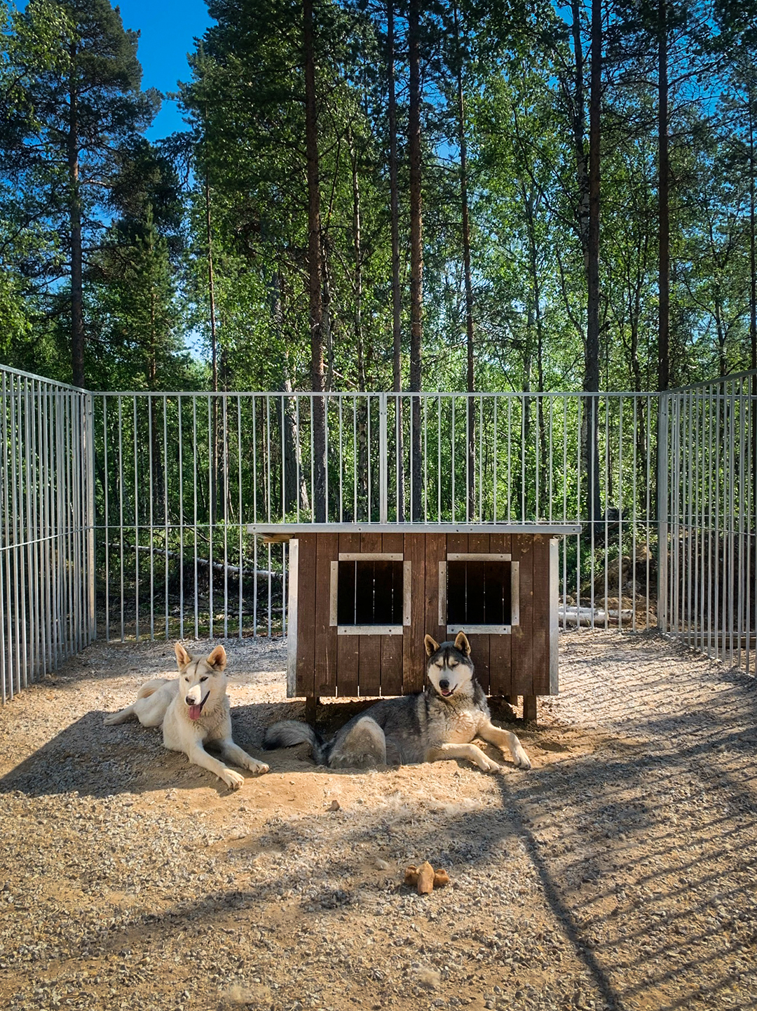 Happy Husky-koirat-Ivalo-kesa-possl h-line summit 640-retkeilyauto-serkukset 