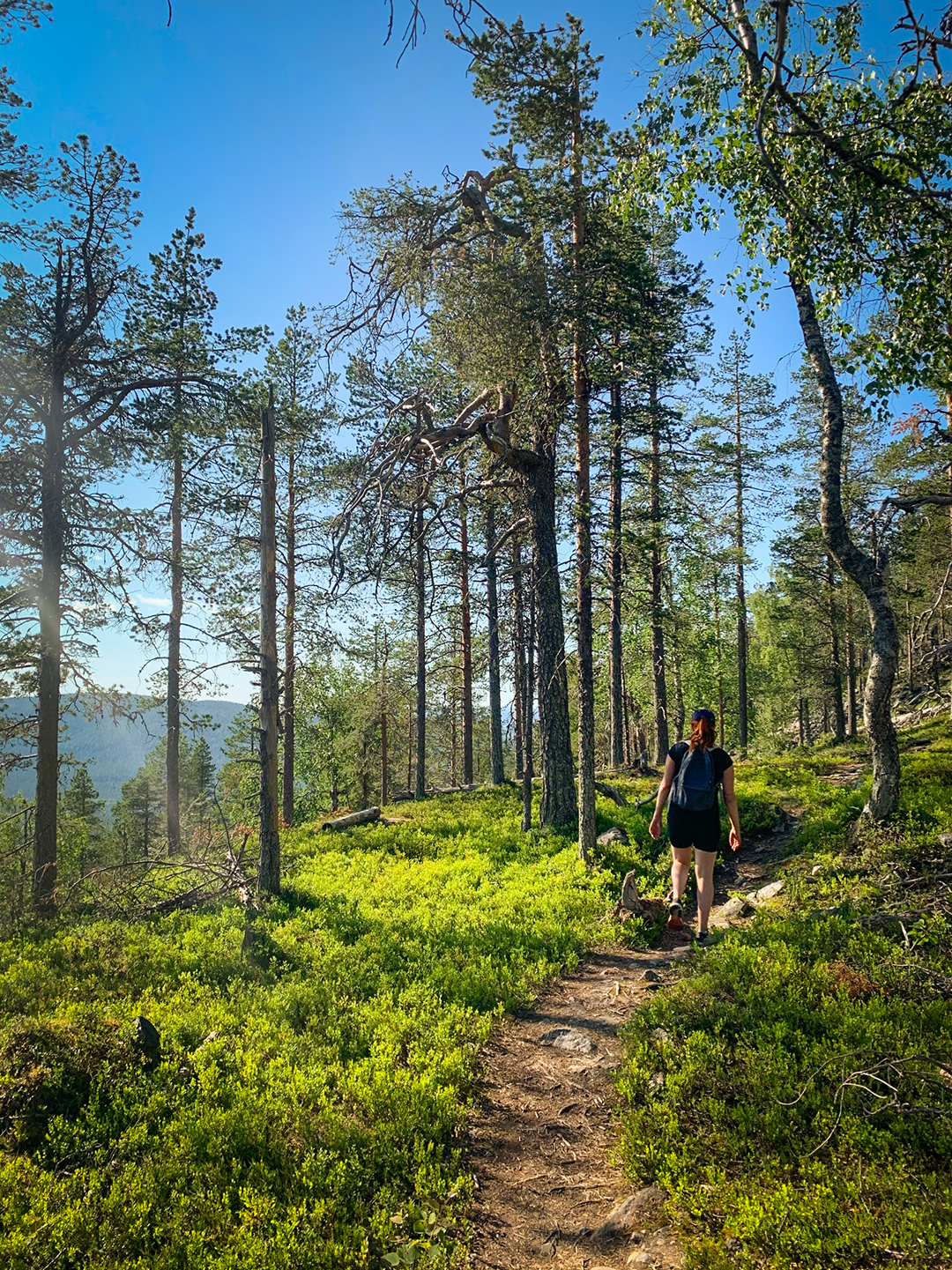 serkukset-kesa-luontopolku-metsa