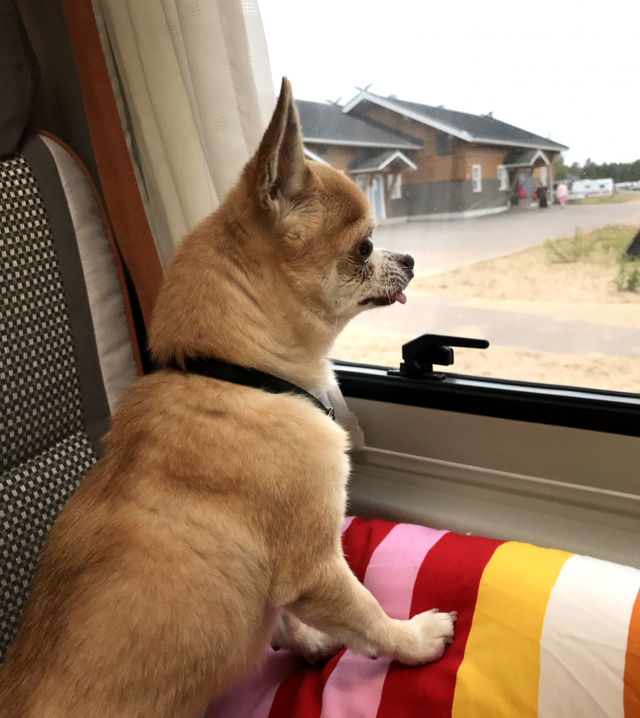 Koira matkailuauto blogi | Rinta-Joupin Autoliike